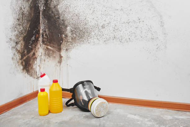 Best Attic Mold Removal  in Waterville, OH