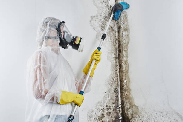 Best Office Mold Removal Services  in Waterville, OH