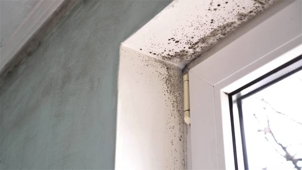 Best Mold Remediation Experts  in Waterville, OH