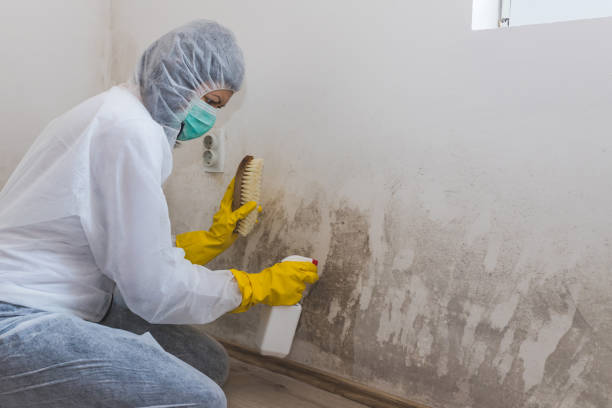 Best Best Mold Removal Companies  in Waterville, OH