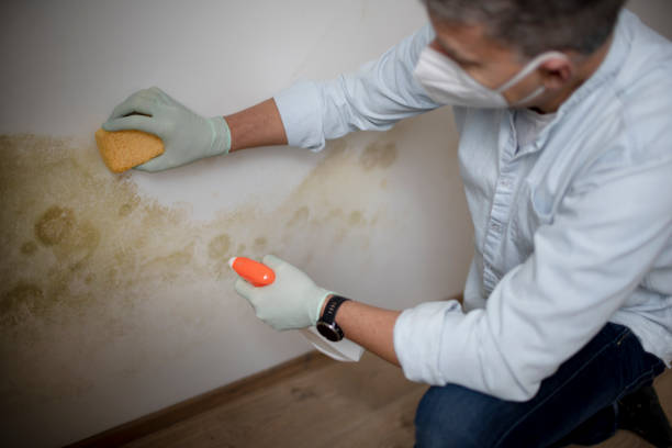 Mold Removal and Inspection in Waterville, OH