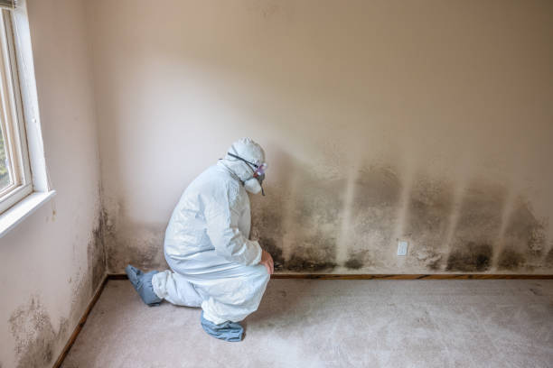 Professional Mold Removal in Waterville, OH