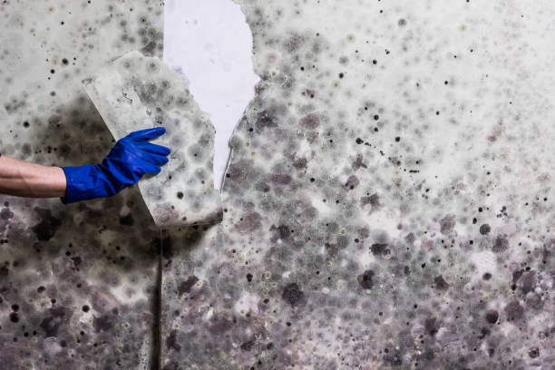 Best Mold Removal Company Near Me  in Waterville, OH