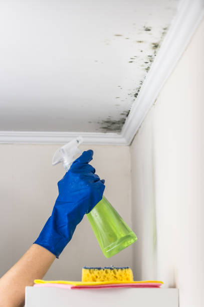 Crawl Space Mold Removal in Waterville, OH