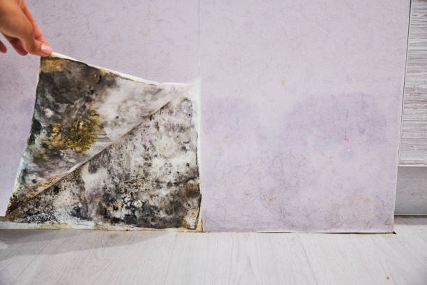 Best Affordable Mold Removal  in Waterville, OH